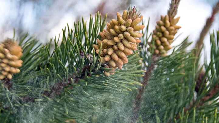 De 5 indrukwekkende voordelen van Pine Pollen voor mannen.