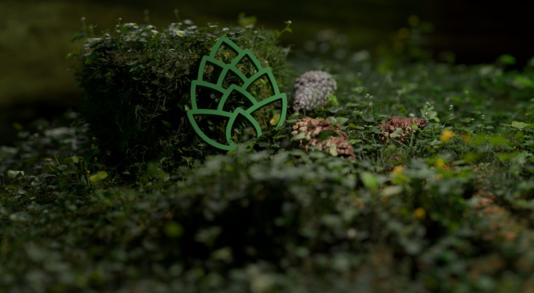 Waar komen onze Pine Pollen vandaan?